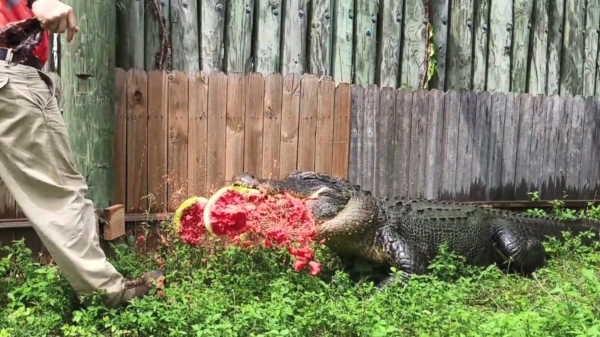 Vegan alligator verplettert watermeloenen met zijn grote smoel