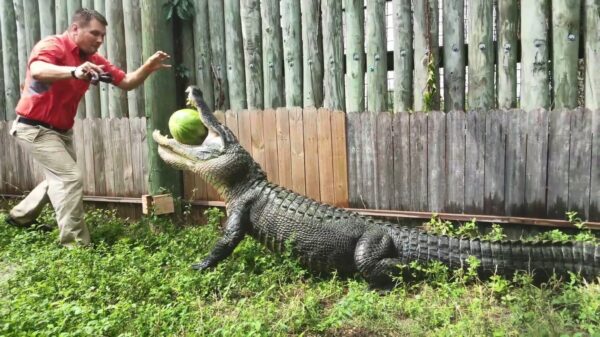 Vegan alligator verplettert watermeloenen met zijn grote smoel