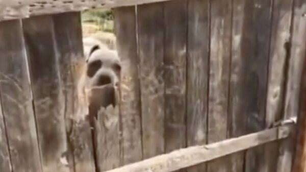 "Hij doet hoor, hij wil alleen maar knuffelen"