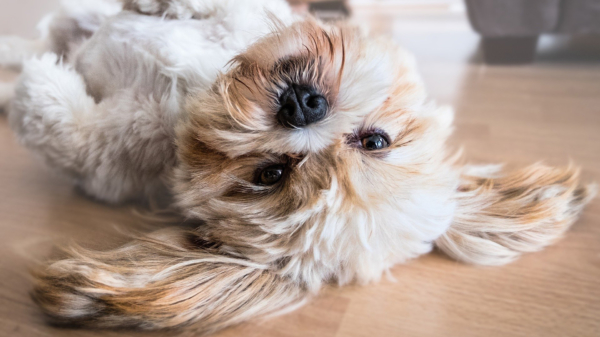 Gad-ver-damme: defecte hond heeft een behoorlijk nasty blaf