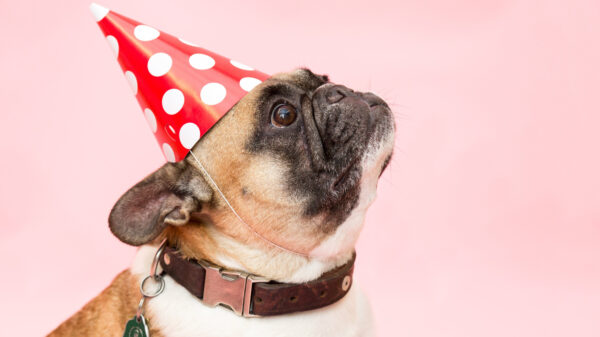 Gad-ver-damme: defecte hond heeft een behoorlijk nasty blaf