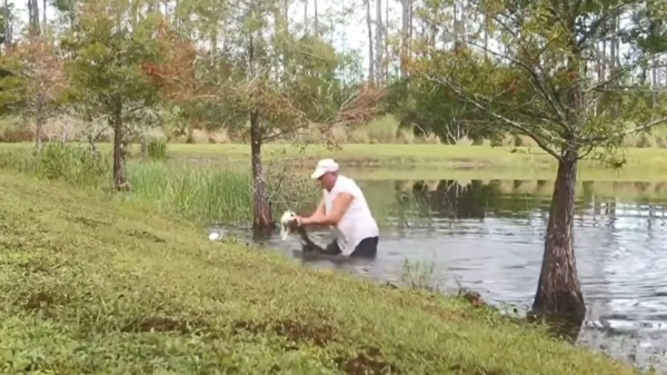 Held springt in het water om zijn hond uit de kaken van een alligator te trekken