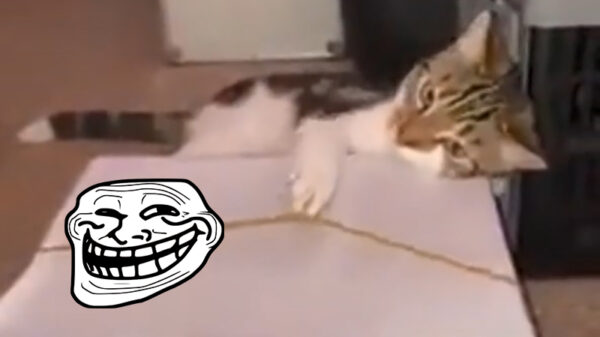 Flauwe humor voor op je brakke zondag: Beverly Hills Kat