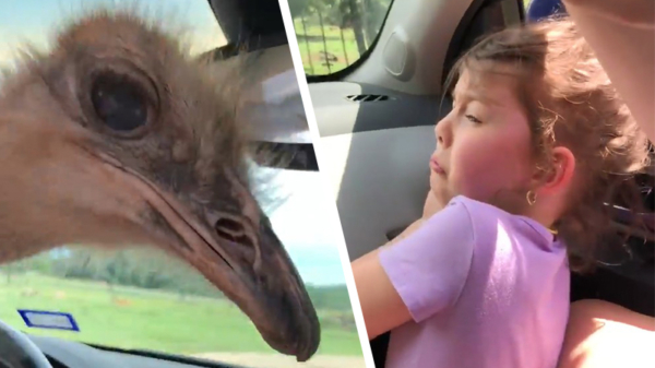 Struisvogel terroriseert familie en bezorgt koter een trauma voor het leven