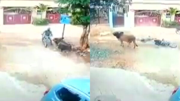 Motorrijder overleeft frontale botsing met stier op volle snelheid