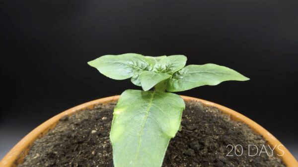 Van een zaadje tot een volwassen zonnebloem in slechts 83 dagen