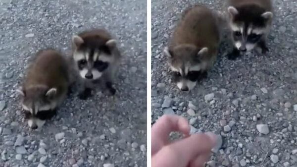 Awwww, kijk eens wat een schattige wasbeertjes