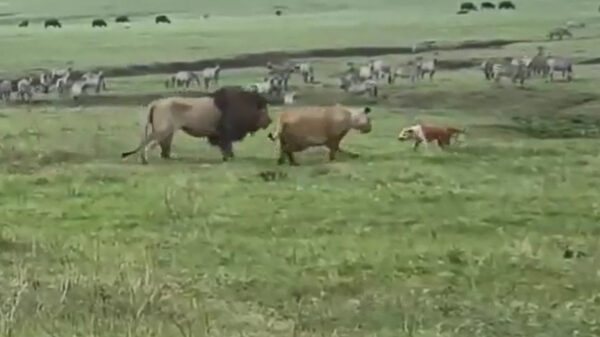 Iets té zelfverzekerde hond laat leeuwen zien dat hij ballen van staal heeft