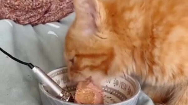 Katten-ASMR is ons nieuwe favoriete geluid