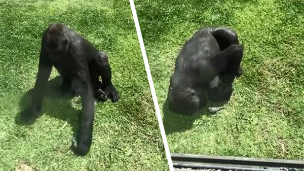 Zachtaardige Bokito probeert gewond vogeltje te helpen