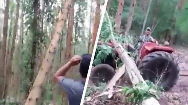 Toch knap: je boom precies laten neerkomen waar het niet moet