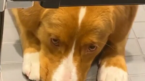 Hond komt ff gluren op de wc