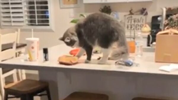 Felix heeft zin in een vette bek