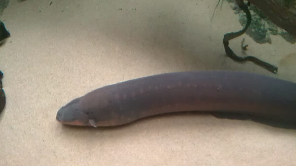 Slechte plan van de dag: een sidderaal vastpakken