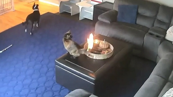 Kat geeft zero fux als zijn staart in brand vliegt