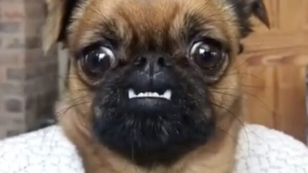 Ook honden kunnen niet-fotogeniek zijn