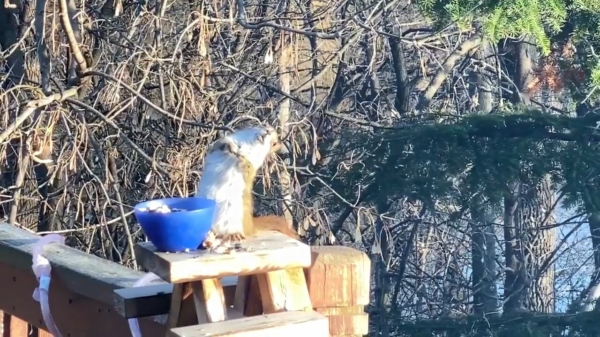 Eekhoorn wordt kacheltjelam als hij gefermenteerde peren eet