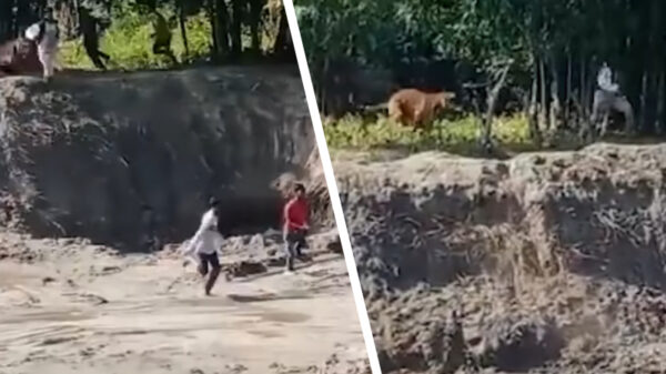 Twee gewonden in India nadat ze werden gegrepen door ontsnapte tijger