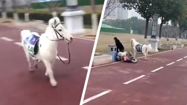 Losgeslagen knol heeft een hekel aan één specifieke scooterrijder