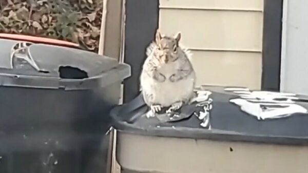 Eekhoorn moet even bijkomen van zijn zware maaltijd