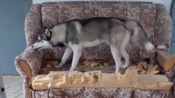 Mocht je nog twijfelen of je hond de nieuwe bank mooi vindt