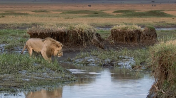 Hele kudde hyena's durft het op te nemen tegen de koning van de jungle