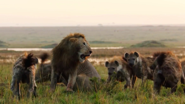 Hele kudde hyena's durft het op te nemen tegen de koning van de jungle