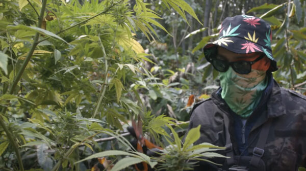 Ja joh, verstop je wietkwekerij anders gewoon even in het openbaar