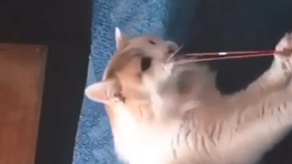 Elastiekje maakt ook in het dierenrijk slachtoffers