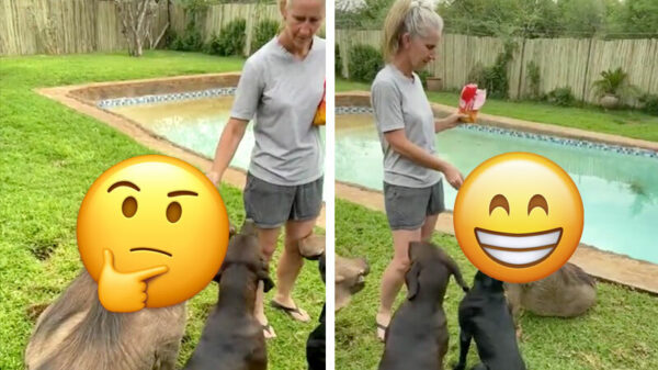 Geen idee welk ras dit precies is, maar Pumbaa is wel keurig opgevoed