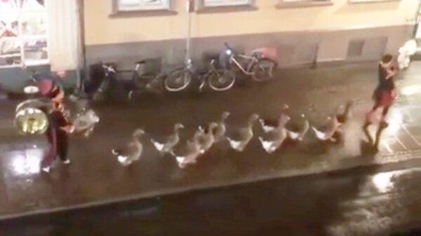 Zonder twijfel de allerbeste optocht OOIT