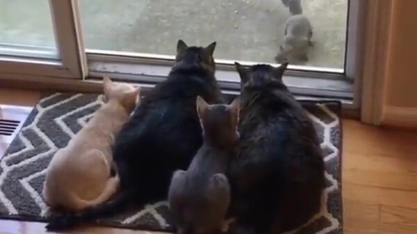 Van harte welkom in de kattenbioscoop