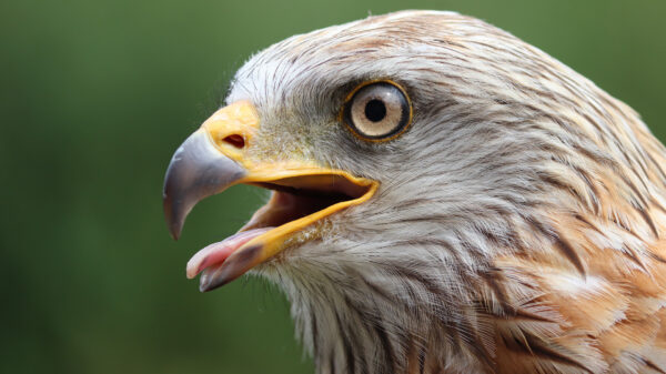 Skoften how to: een valk vangen met je stoere mannenklauwen