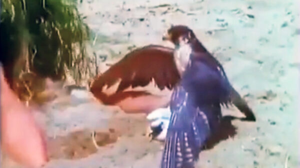 Skoften how to: een valk vangen met je stoere mannenklauwen