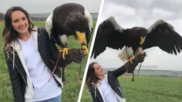 Brb, even mijn gigantische zeearend voeren