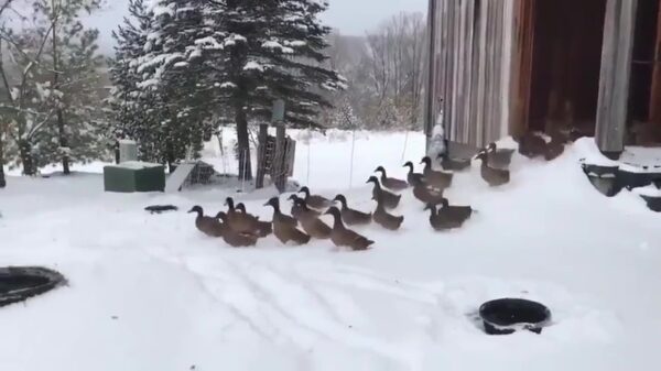 Ooit geweten dat eenden een grafhekel aan koude zwemvliezen hebben?