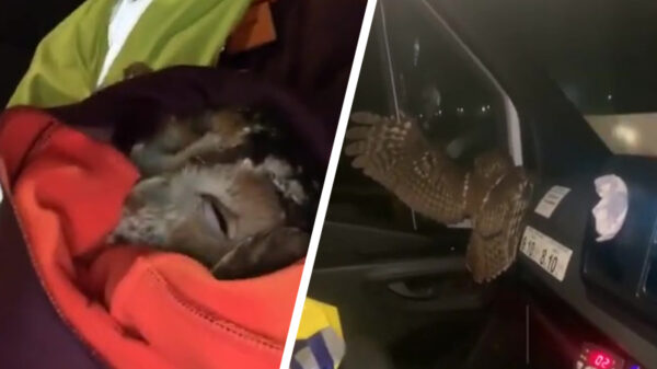 "Dode" uil blijkt het na aanrijding nog prima te doen