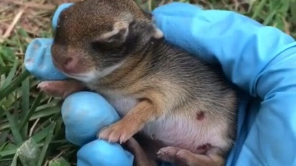 Cuuuuute: een gestrand babykonijntje redden