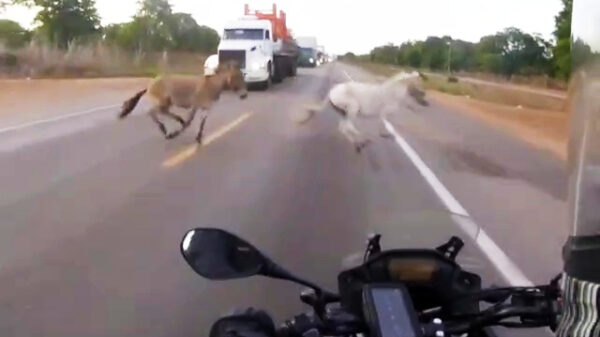 Plotseling..... een paard