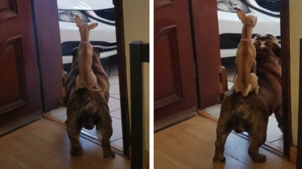 Stoere bulldog heeft ter ondersteuning een subwoofer op zijn rug