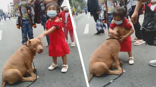 Zo kan het dus ook: Chinees meisje en pitbull zijn homies for life