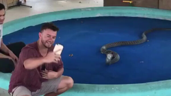 Selfie met koningscobra eindigt in halve hartverzakking