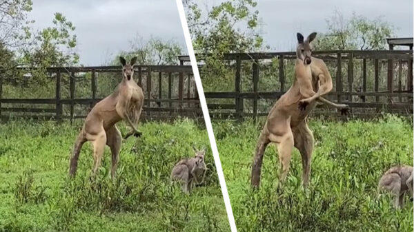 Kangoeroe Jack showt zijn spieren als hij ziet dat 'ie gefilmd wordt
