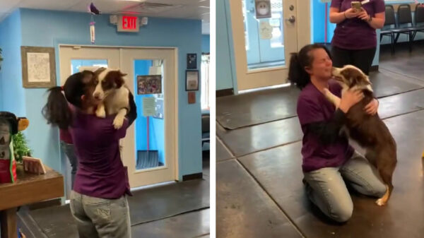 Hond die na 21 dagen zijn baasje terugziet levert heerlijke feelgood op