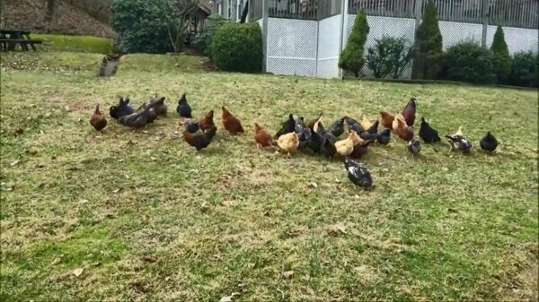 De kippen waarschuwen dat er een roofvogel rondvliegt