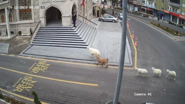 Beestenboel. Geit, schaap en lammetjes terroriseren Turkije