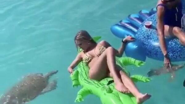 Agressieve zeeschildpad valt zonnebadende krokodil aan