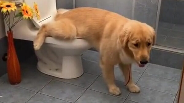 Dit is de best opgevoede hond die je vandaag gaat zien