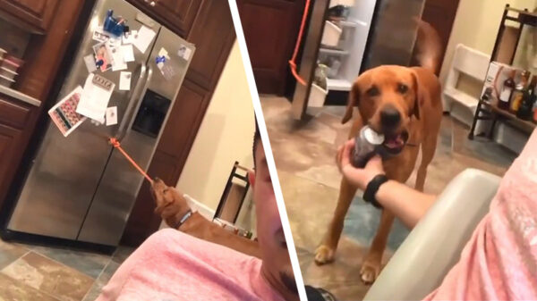 Dankzij je trouwe viervoeter kom je het weekend goed door