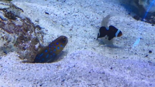 Oude doos: burenruzie in aquarium loopt volledig uit de hand